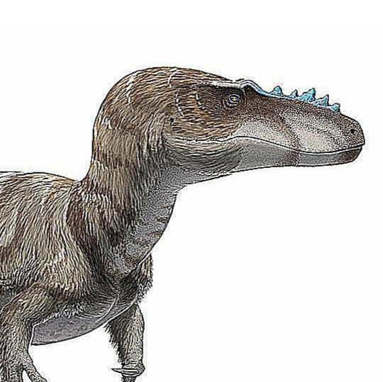 Alioramus
