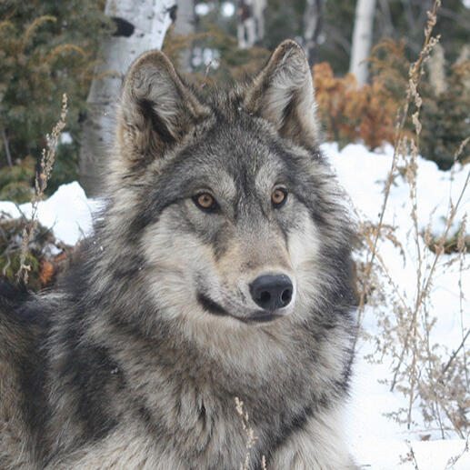 Gray Wolf