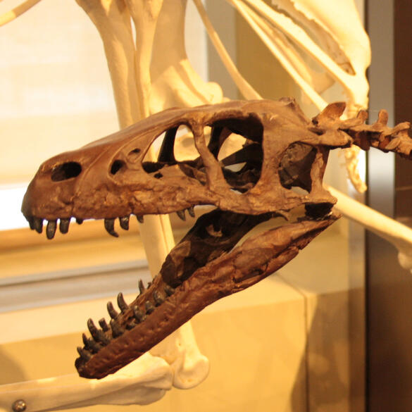 Dromaesaurid