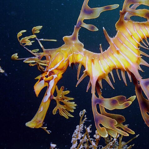Sea Dragon